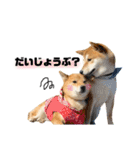 実写 柴犬 めんまver.2（個別スタンプ：30）