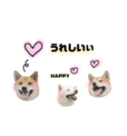 実写 柴犬 めんまver.2（個別スタンプ：31）