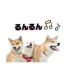 実写 柴犬 めんまver.2（個別スタンプ：32）