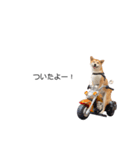 実写 柴犬 めんま ver.3（個別スタンプ：1）