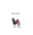 実写 柴犬 めんま ver.3（個別スタンプ：2）