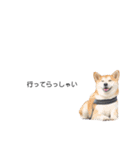 実写 柴犬 めんま ver.3（個別スタンプ：3）