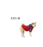 実写 柴犬 めんま ver.3（個別スタンプ：4）