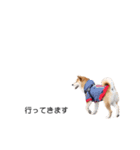 実写 柴犬 めんま ver.3（個別スタンプ：5）