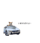 実写 柴犬 めんま ver.3（個別スタンプ：6）