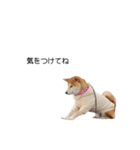 実写 柴犬 めんま ver.3（個別スタンプ：7）
