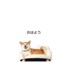 実写 柴犬 めんま ver.3（個別スタンプ：8）