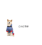 実写 柴犬 めんま ver.3（個別スタンプ：9）
