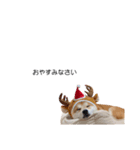 実写 柴犬 めんま ver.3（個別スタンプ：10）