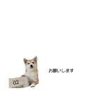 実写 柴犬 めんま ver.3（個別スタンプ：11）