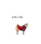実写 柴犬 めんま ver.3（個別スタンプ：12）