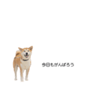 実写 柴犬 めんま ver.3（個別スタンプ：13）