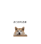 実写 柴犬 めんま ver.3（個別スタンプ：14）