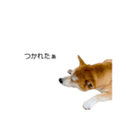 実写 柴犬 めんま ver.3（個別スタンプ：15）