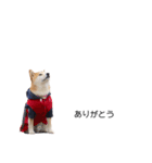 実写 柴犬 めんま ver.3（個別スタンプ：16）