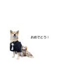 実写 柴犬 めんま ver.3（個別スタンプ：17）
