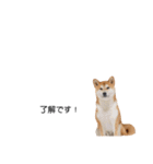 実写 柴犬 めんま ver.3（個別スタンプ：18）