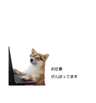 実写 柴犬 めんま ver.3（個別スタンプ：19）