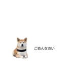 実写 柴犬 めんま ver.3（個別スタンプ：20）