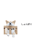 実写 柴犬 めんま ver.3（個別スタンプ：21）