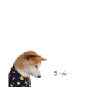 実写 柴犬 めんま ver.3（個別スタンプ：22）