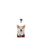 実写 柴犬 めんま ver.3（個別スタンプ：23）