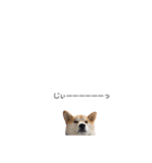 実写 柴犬 めんま ver.3（個別スタンプ：24）