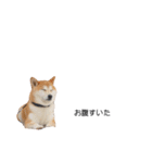実写 柴犬 めんま ver.3（個別スタンプ：25）