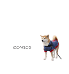 実写 柴犬 めんま ver.3（個別スタンプ：26）