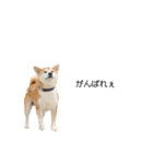 実写 柴犬 めんま ver.3（個別スタンプ：27）