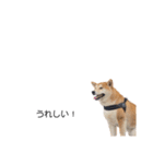 実写 柴犬 めんま ver.3（個別スタンプ：28）