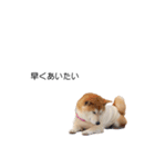 実写 柴犬 めんま ver.3（個別スタンプ：29）