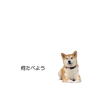 実写 柴犬 めんま ver.3（個別スタンプ：30）