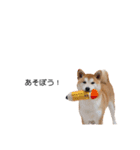 実写 柴犬 めんま ver.3（個別スタンプ：31）