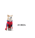 実写 柴犬 めんま ver.3（個別スタンプ：32）