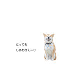 実写 柴犬 めんま ver.3（個別スタンプ：33）