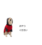 実写 柴犬 めんま ver.3（個別スタンプ：34）