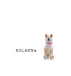 実写 柴犬 めんま ver.3（個別スタンプ：35）