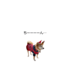 実写 柴犬 めんま ver.3（個別スタンプ：36）