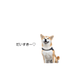 実写 柴犬 めんま ver.3（個別スタンプ：37）