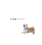 実写 柴犬 めんま ver.3（個別スタンプ：38）