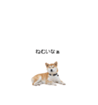 実写 柴犬 めんま ver.3（個別スタンプ：39）