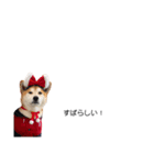 実写 柴犬 めんま ver.3（個別スタンプ：40）