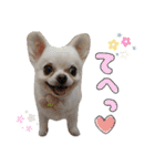 チワワのももちゃんのスタンプ（個別スタンプ：1）