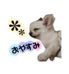 チワワのももちゃんのスタンプ（個別スタンプ：2）