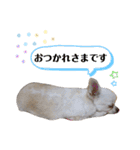 チワワのももちゃんのスタンプ（個別スタンプ：5）