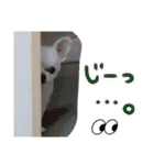 チワワのももちゃんのスタンプ（個別スタンプ：15）