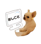 チワワのももちゃんのスタンプ（個別スタンプ：16）