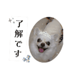 チワワのももちゃんのスタンプ（個別スタンプ：17）
