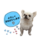 チワワのももちゃんのスタンプ（個別スタンプ：27）
